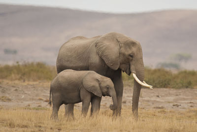 Elephant in a field