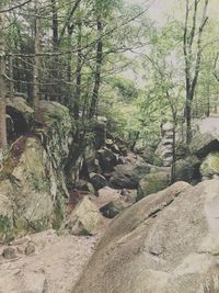 View of trees in forest