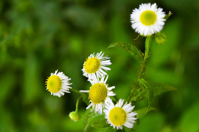 Close-up of white daisy flowers