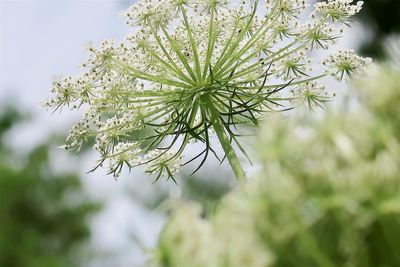 White flowers in the sunlight against the sky 