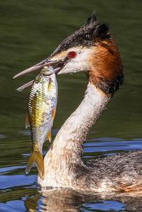 Close-up of fish in lake