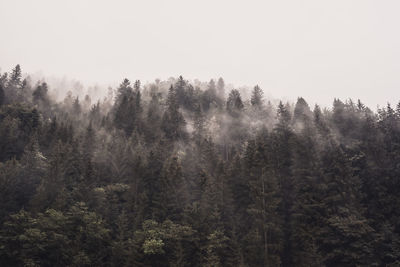 Pine trees in forest during foggy weather