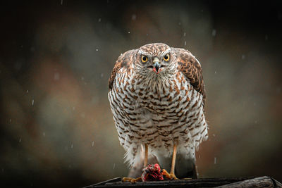 Portrait of owl perching on wood