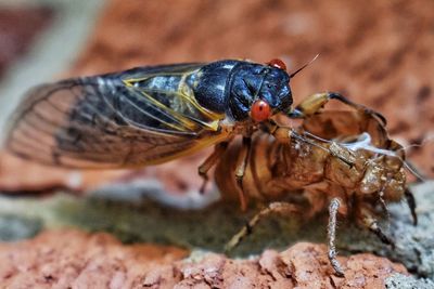 Close-up of insect