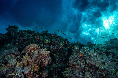 Fish swimming in sea