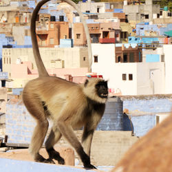 Monkey against building in city
