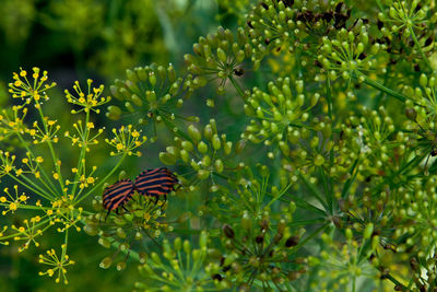 Close-up of butterfly pollinating on flower