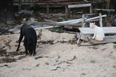 Side view of two horses on field