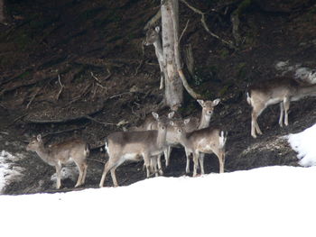 Horses on field during winter