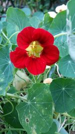 Close-up of red flower blooming outdoors