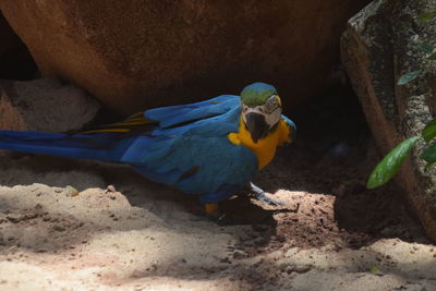 Close-up of a bird