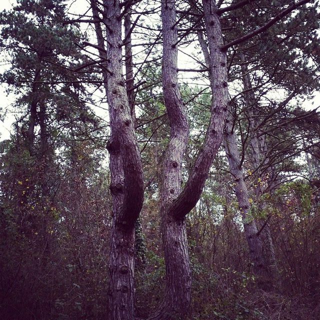 tree, tree trunk, forest, growth, branch, tranquility, woodland, nature, tranquil scene, beauty in nature, low angle view, scenics, outdoors, day, no people, non-urban scene, bare tree, idyllic, sky, growing