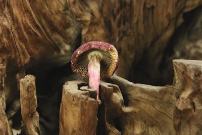 Close-up of mushroom growing on wood