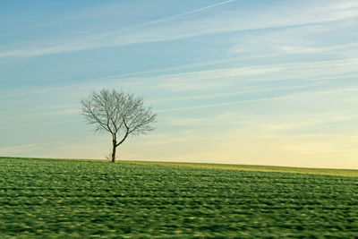 Bare trees on grassy field