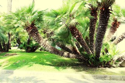 Palm trees against sky