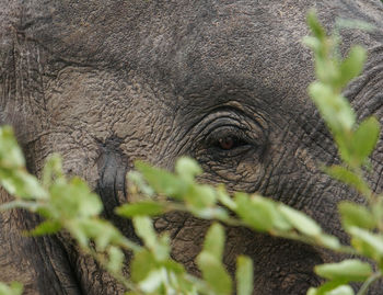 Close-up of elephant