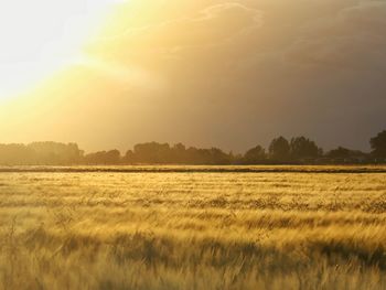 Scenic view of wheat field at sunset