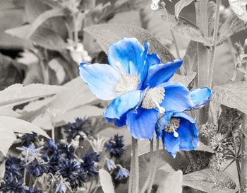 Close-up of blue flowers