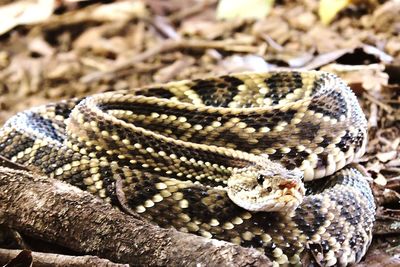 Close-up of lizard