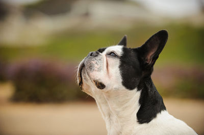 Close-up of pug