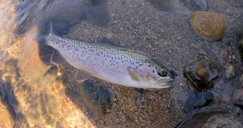 High angle view of fish in water