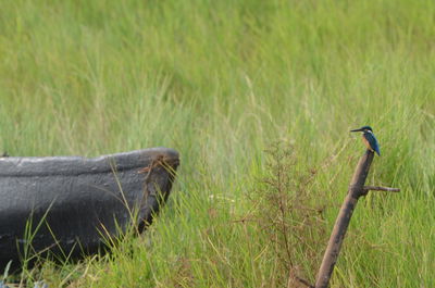 Bird perching on grass in field