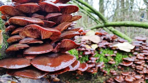 Close-up of fungus growing on tree trunk