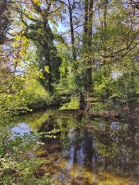 Reflection of trees in lake