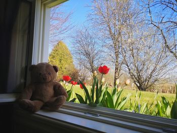 Flowers on window sill