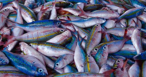 High angle view of fish for sale at market