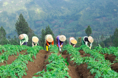 Group of people working in farm
