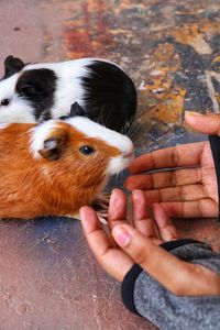 Cropped hand of woman holding pig