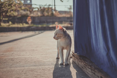 Portrait of cat walking on footpath