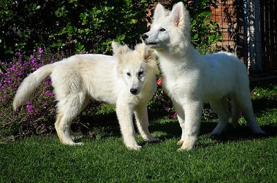 Dog standing on grass in lawn