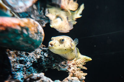 Close-up of fish swimming in sea
