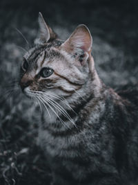 Close-up of a cat looking away