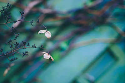 Close-up of plant against blurred background