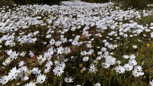 Close-up of white flowers blooming outdoors