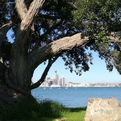 View of tree with city in background