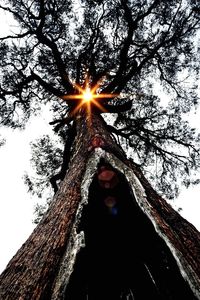 Low angle view of tree against sky