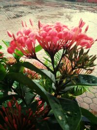 Close-up of pink flowering plant