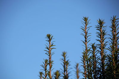 Low angle view of plants against clear blue sky
