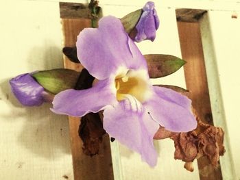 Close-up of purple orchid blooming outdoors
