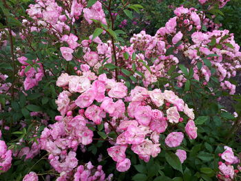 Close-up of pink flowering plant