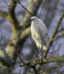 Close-up of bird perching on branch