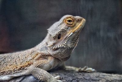 Close-up of lizard on rock