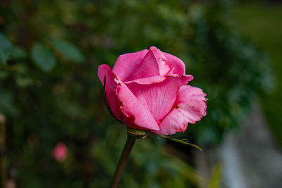 Close-up of red rose