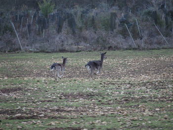 View of field in forest