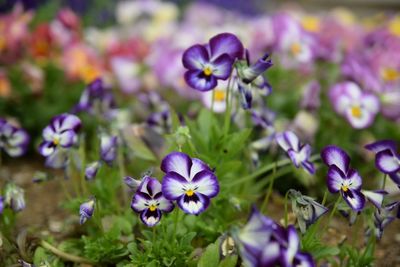 Close-up of purple crocus blooming outdoors