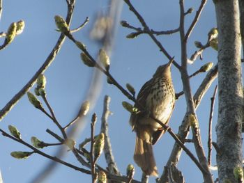 Low angle view of birds perching on branch